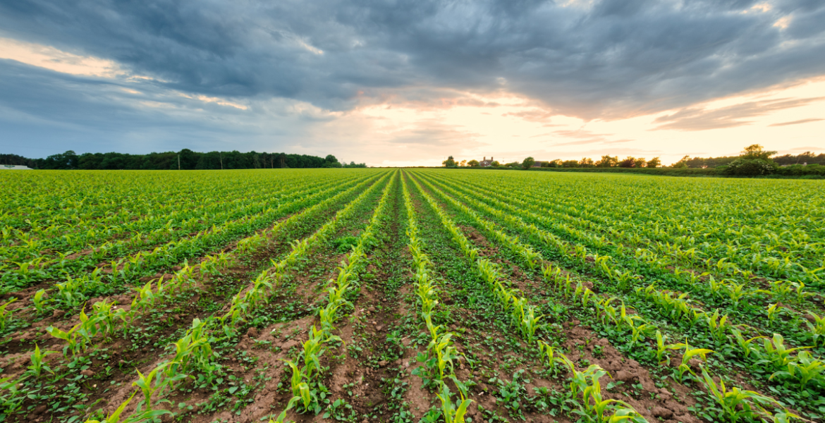 Distribución de un terreno agrícola con sistema de riego