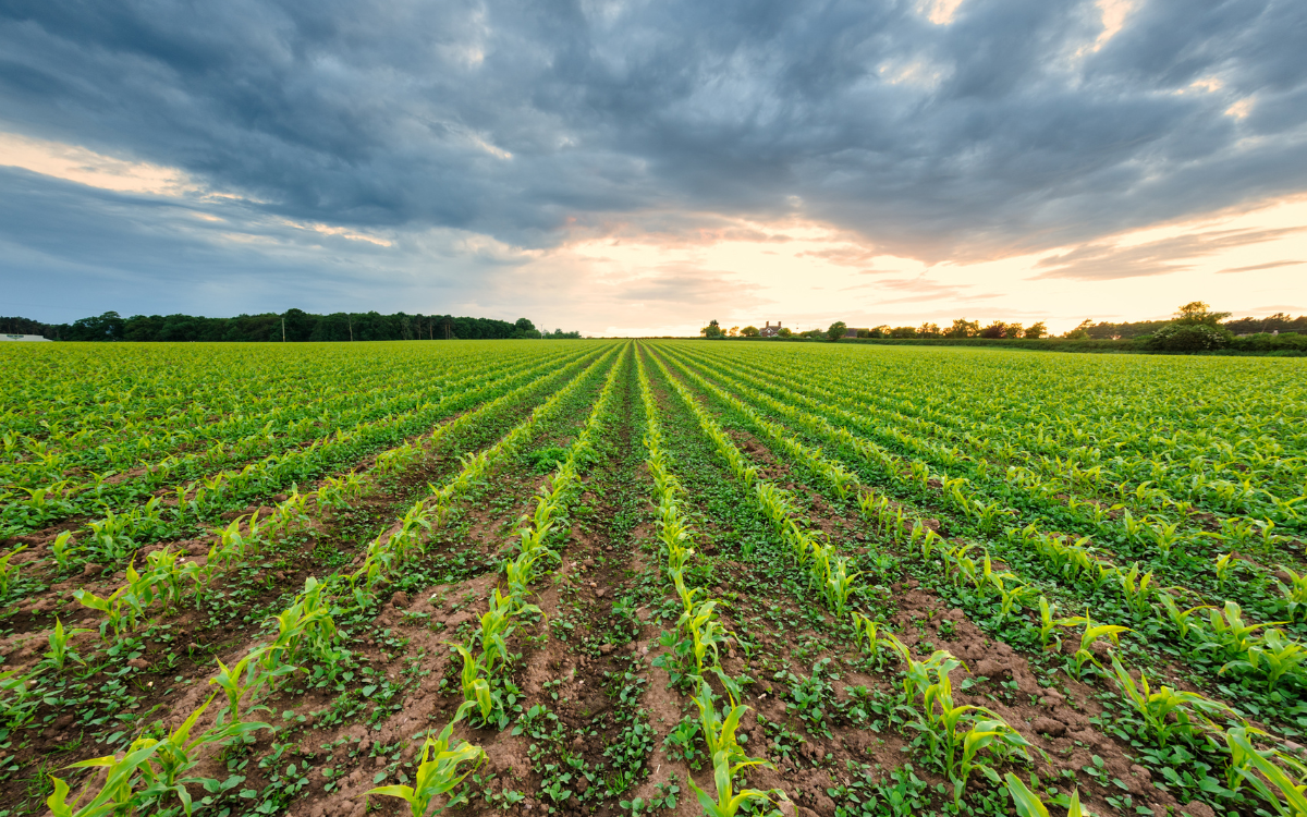 Distribución de un terreno agrícola con sistema de riego